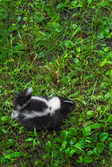 Striped Skunk (Mephitis mephitis) Kit Alone in Grass Copy Space Summer
