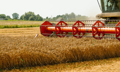 Fototapeta premium Rotary straw walker combine harvester cuts and threshes ripe wheat grain. Platform grain header with thresher reel, cutter bar reaping cereal ears. Gathering crop by agricultural machinery on field
