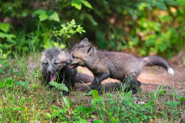 Red Fox (Vulpes vulpes) Kits Interact With Each Other in Front of Den Summer