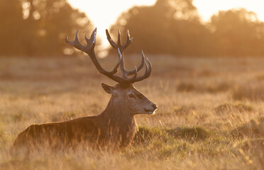 Red deer stag at sunrise on a misty autumn morning