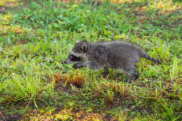 Young Raccoon (Procyon lotor) Runs Left Across Grass Summer