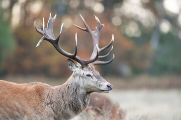 Obraz premium Close-up of a red deer stag during rutting season in autumn