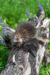 Adult Porcupine (Erethizon dorsatum) and Porcupette Attempt to Pass on Log Summer