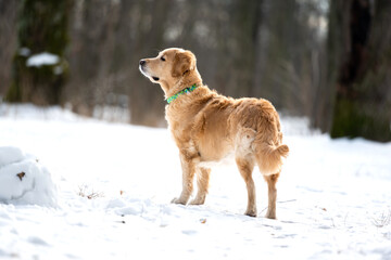 Golden retriever dog playing outside