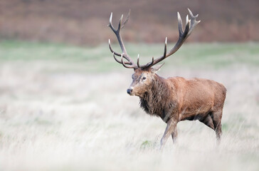 Red deer stag standing in a grass field in autumn