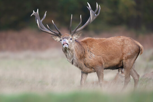 Close-up of a red deer stag in autumn