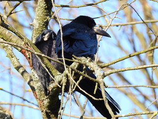 animal bird called a rook from the raven family from the valley of the Biała river in the city of Białystok in Podlasie in Poland
