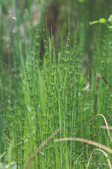 Horsetail
