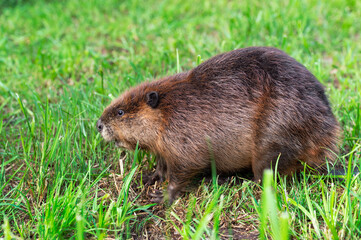 Adult Beaver (Castor canadensis) Profile on Grass Summer