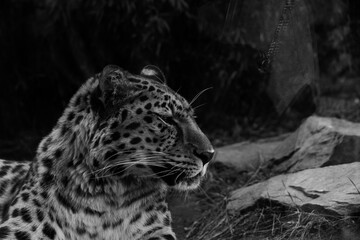 an African leopard is lying in a zoo. He is nervous.