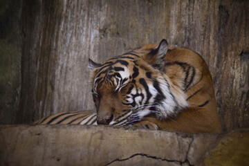 An Asia tiger is sleeping in his habitat. He is is cute wild cat.