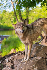 Fototapeta premium Grey Wolf (Canis lupus) Stands on Riverside Rocks Looking Quizzical Summer