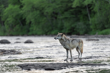 Grey Wolf (Canis lupus) Stands in River Looking Left Summer