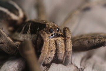 spider on the ground