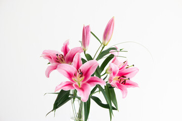 Pink blooming Lilium flower stem in a glass vase studio shot isolated on white