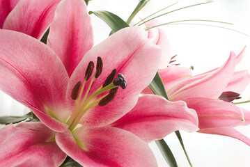 Pink blooming Lilium flower with pistils macro close up studio shot isolated on white