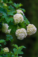 Blooming Hydrangea (hortensia) macrophylla in natural habitat, Armenia
