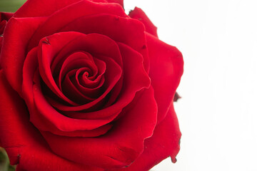Fresh red blooming rose head macro close up studio shot isolated on white background cropped