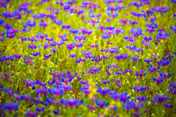 Spring flowers in the meadow. Cornflower field. Blue flowers in the green grass. Tender spring background with copy space and place for text.