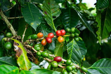 Ripe arabica coffee cherry fruit on trees. Robusta coffee cherries fruits ready to be harvested.