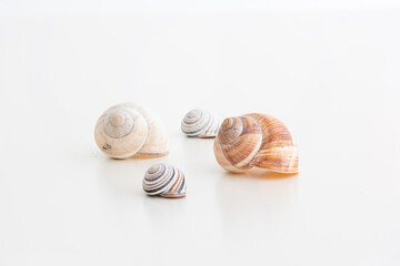 Various empty snail shell homes grouped and isolated on white background