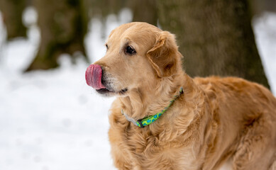 Obraz premium Golden retriever dog playing outside