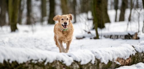 Golden retriever dog playing outside