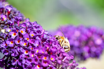 honey bee collecting pollen on a purple buddleja flower in blur background. High quality photo