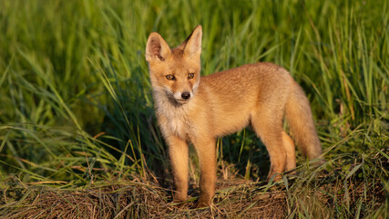 Cute young fox cub. Vulpes vulpes