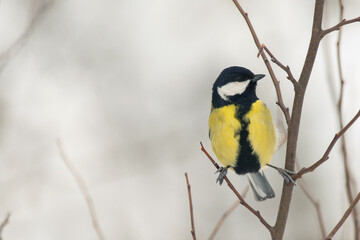 Obraz na płótnie Canvas Great tit Parus major sits on a tree branch in a winter forest