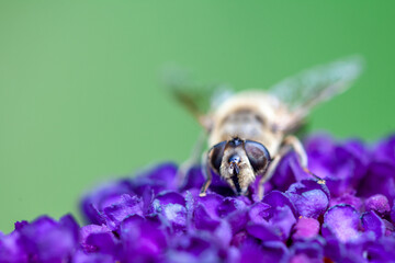 honey bee collecting pollen on a purple buddleja flower in blur background. High quality photo