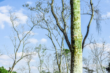tree in tea garden