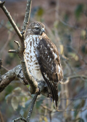 Juvenile red-shouldered hawk