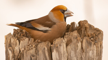 A grosbeak bird sits on a stump. Hawfinch Coccothraustes. close up