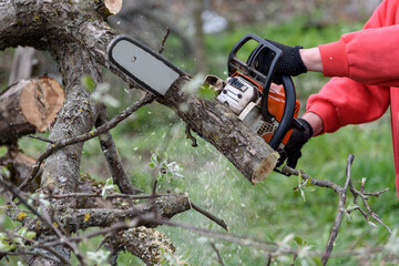 A man cuts a tree with a chainsaw. Pruning trees.