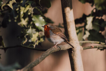 Robin the  bird