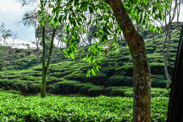 Fototapeta premium tree in tea garden