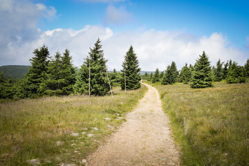 Fototapeta premium Amazing czech nature in our mountain Krkonose. Wonderful highland scenery with huge cliff. Trees are everywhere. Clean air and amazing view.
