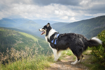 border collie is standing in the field in the nature, in mountain in czech republic. She is very happy.