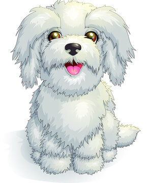 White cute Maltese lapdog puppy vector illustration. Sitting cheerful purebred pretty dog. Smiling playful lap-dog breed in cartoon style. Clipart isolated on white background