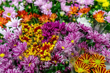 Colorful chrysanthemums at floristic base, shop with flowers for Valentine's Day on February 14 or International Women's Day on March 8