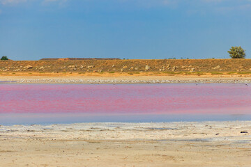 Flock of birds on the pink salty Syvash lake in Kherson region, Ukraine