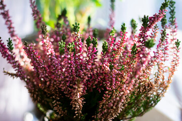 Heather flowers common known as Callluna Vulgarus is growing in the pot at home on windowsill.