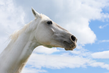White horse close up portrait on blue sky and fluffy white clouds background. Horse is looking into the distance. Symbol of strong will, dream and freedom.