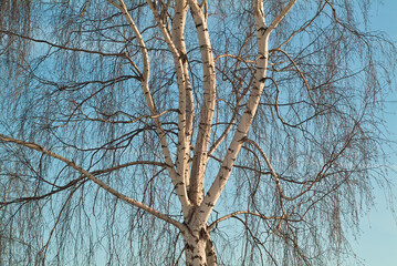 Obraz premium white birch on a background of blue sky, close-up