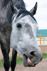 Close up vertical portrait of dappled horse looking at camera and showing tongue.Funny animal expression