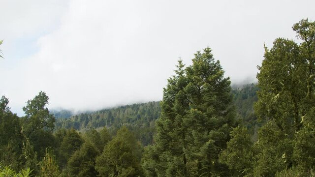 Paneo. Bosque templado con bruma. Nevado de Colima. M&eacute;xico