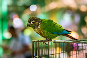 parrot on a cage