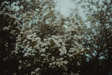 Flowers and fog in the mountain