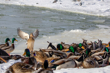 Flock of mallard o the bank river